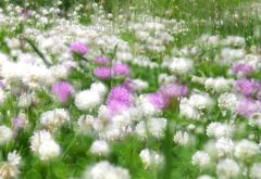 Clover 