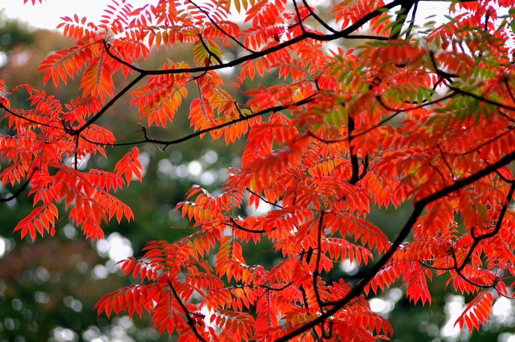 Colored leaves　3♪