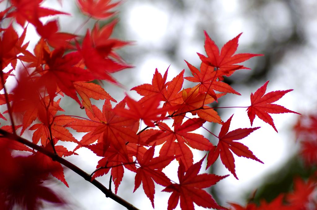 Autumn colors
