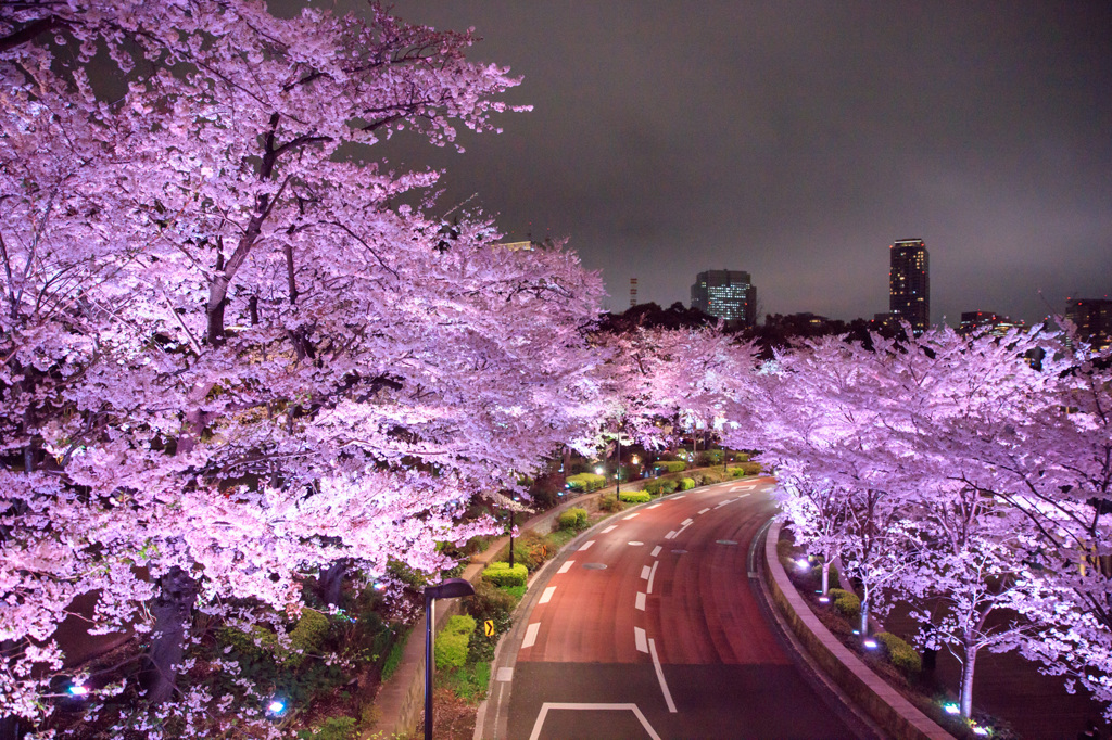 Midtown Blossom