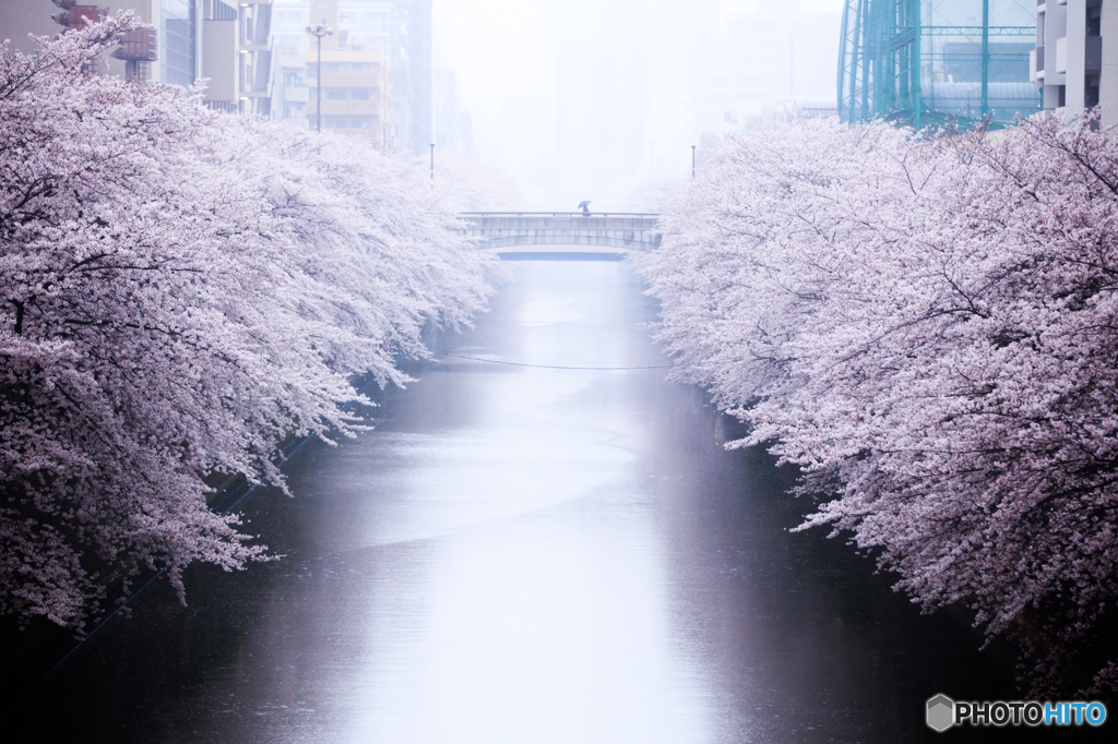 目黒川 霧雨