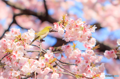 メジロと河津桜