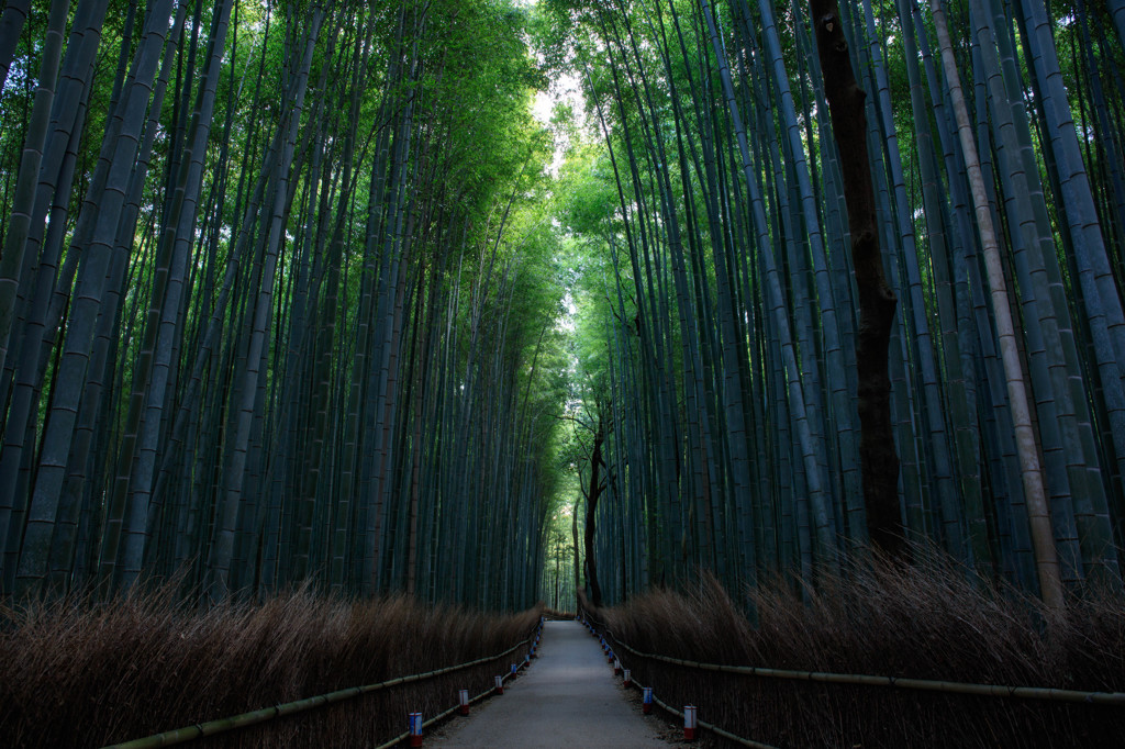 竹林の道