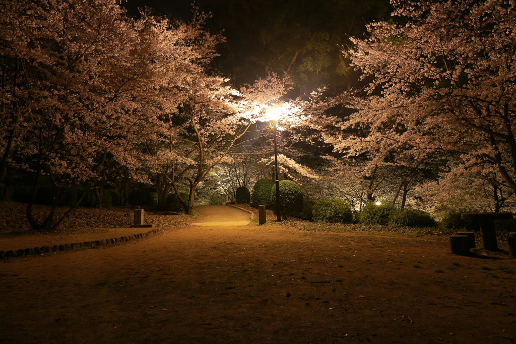 小城公園の桜