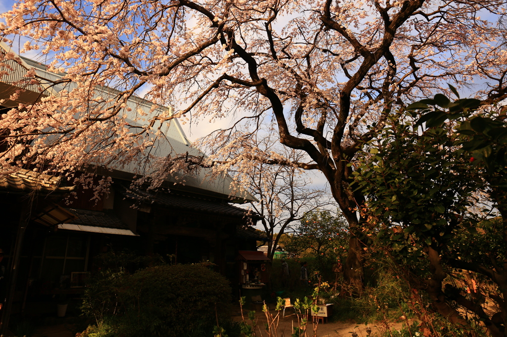 宝珠寺のしだれ桜