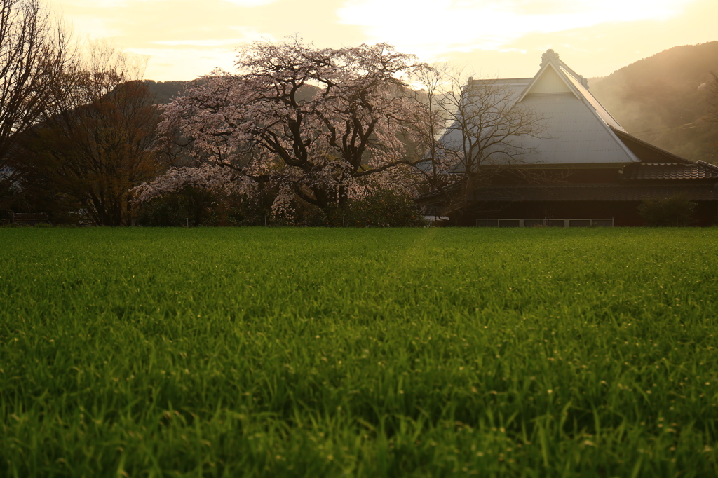 宝珠寺のしだれ桜