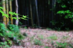 武雄神社