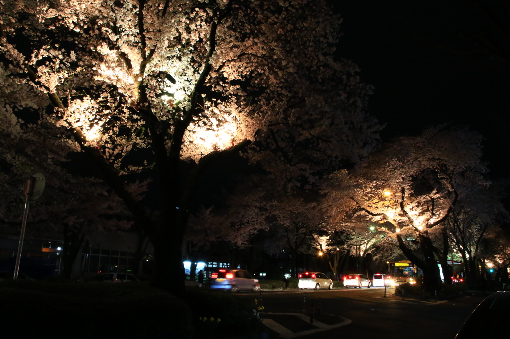 夜桜