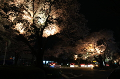 夜桜
