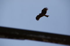 鳶