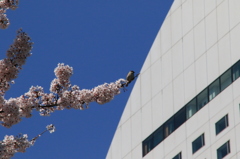 雀と桜