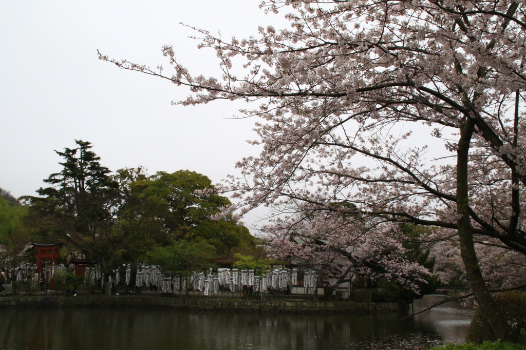 弁天様と桜
