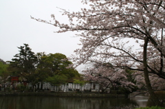 弁天様と桜