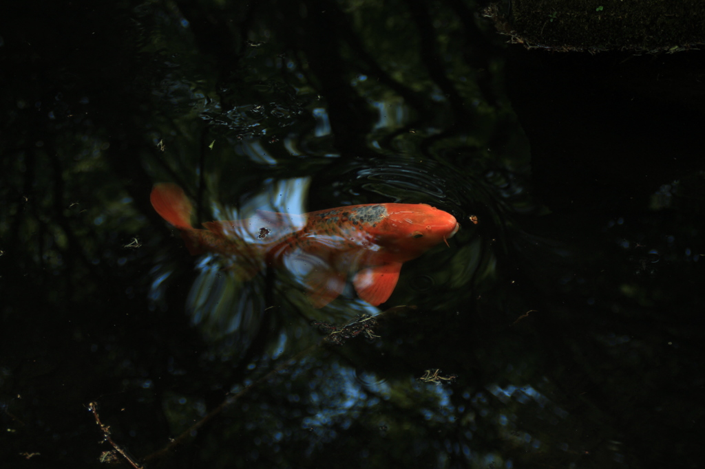 鯉