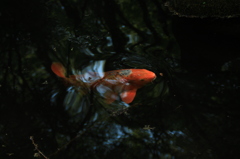 鯉