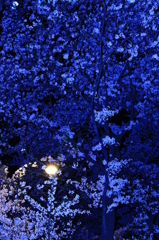 蒼の桜