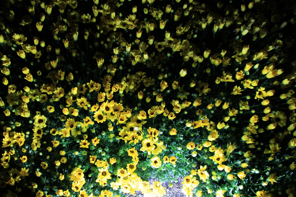 夜の花
