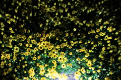 夜の花