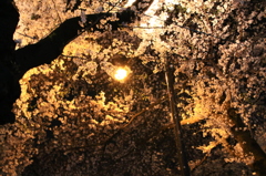 天井桜