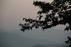 遠く離れた山を想う木々の風景
