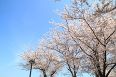 晴天の下、花紅柳緑の桜の木々