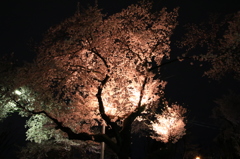 大桜