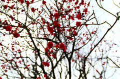 紅梅