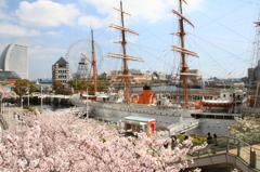 桜木町の春