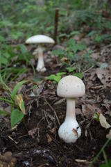 カブラテングタケ