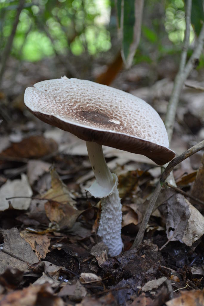 ザラエノハラタケ