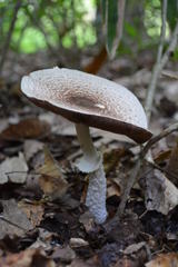 ザラエノハラタケ