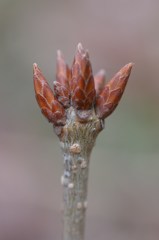 冬芽