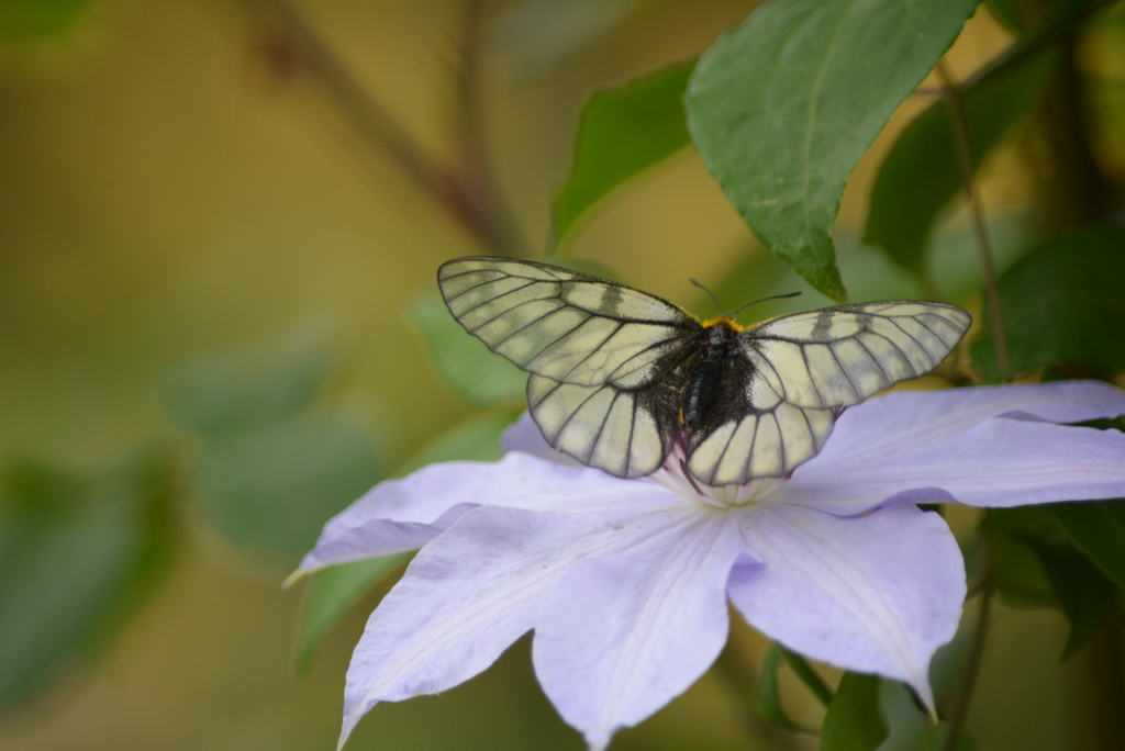 ウスバシロチョウ