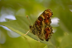 サカハチチョウ