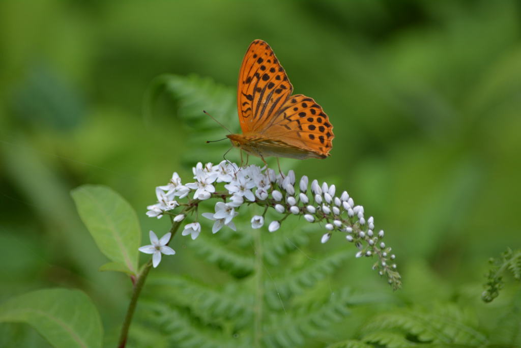 ミドリヒョウモン