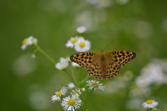 ミドリヒョウモン