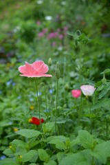 Botanical  Garden  1