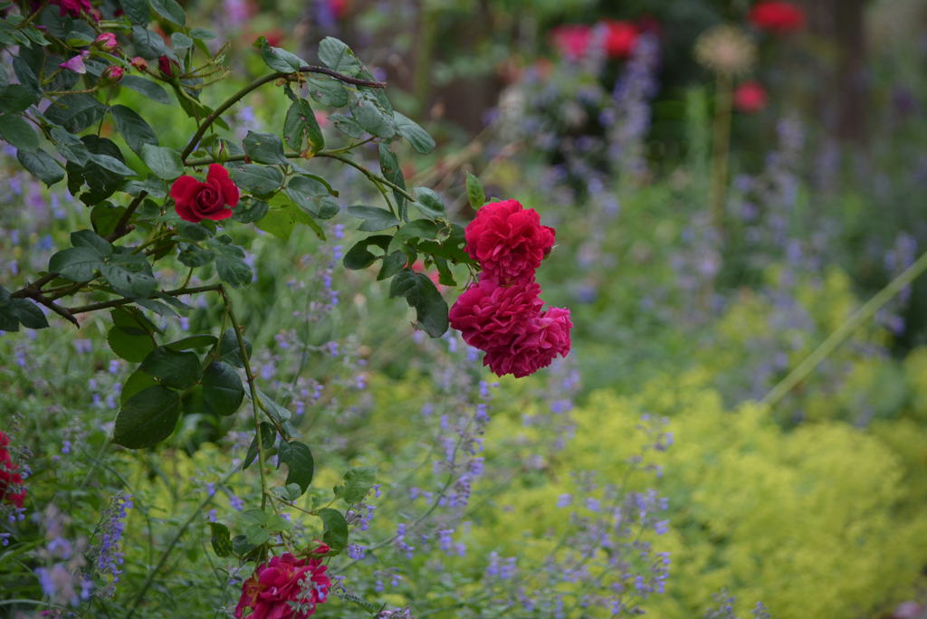 薔薇　　Tess  Of  The  d'Urbervilles