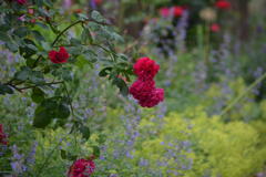 薔薇　　Tess  Of  The  d'Urbervilles