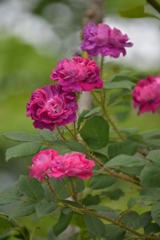 薔薇　　William  Lobb