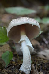 ザラエノハラタケ