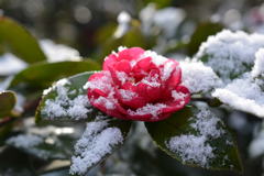 粉雪