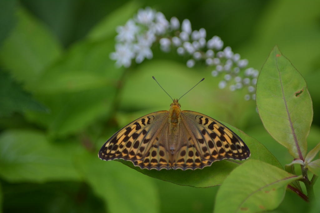 ミドリヒョウモン