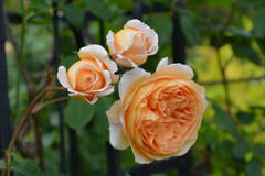 Crown   Princess  Margareta