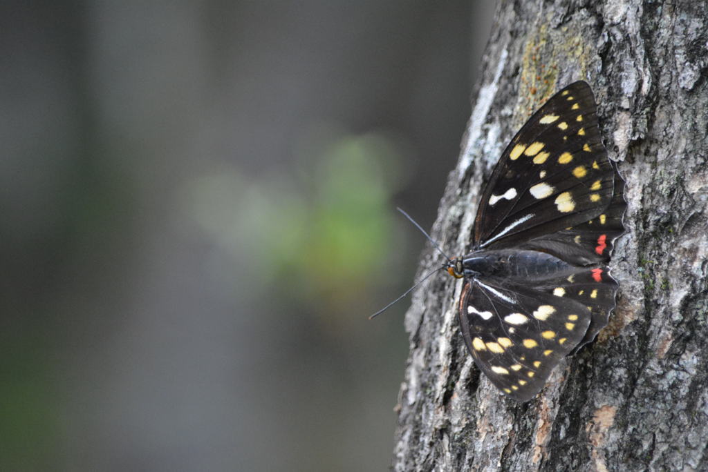 国蝶の品格　　オオムラサキ♀