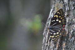 国蝶の品格　　オオムラサキ♀