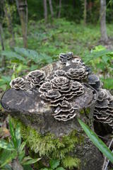 森の中　　カワラタケ