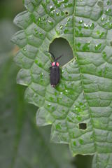 オオオバボタル