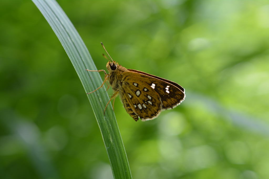 つぶらな瞳！　ホソバセセリ