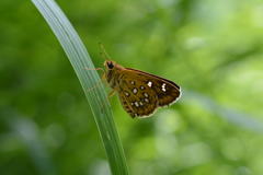 つぶらな瞳！　ホソバセセリ